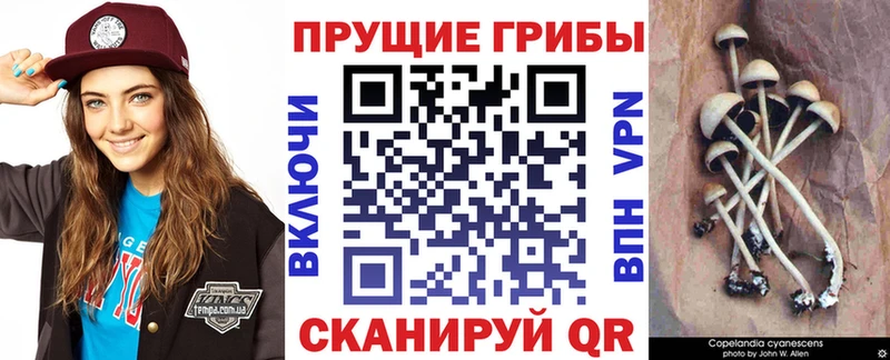 Купить  Астрахань  Галлюциногенные грибы GOLDEN TEACHER 